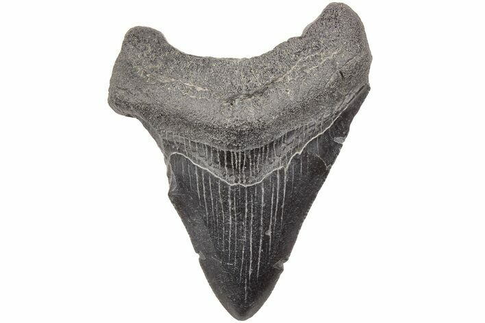 Fossil Megalodon Tooth - South Carolina #203143